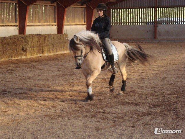 Fjordhest Zacco - (Holger af okslundgård)R.I.P billede 8