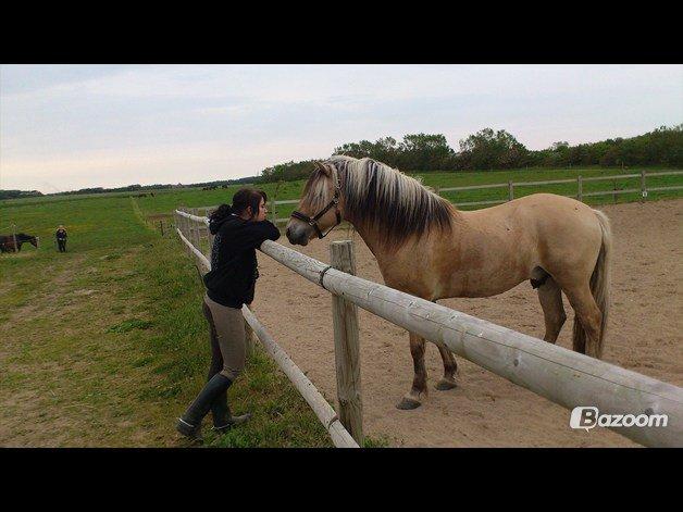 Fjordhest Zacco - (Holger af okslundgård)R.I.P - <3<3<3 billede 9