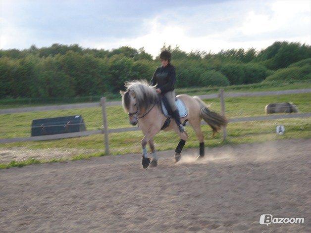 Fjordhest Zacco - (Holger af okslundgård)R.I.P billede 1