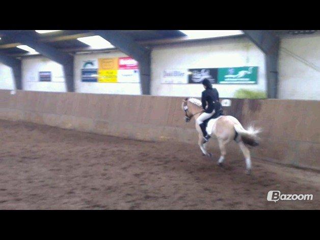 Fjordhest Zacco - (Holger af okslundgård)R.I.P - Vores første stævne 3 nov 2012 billede 3