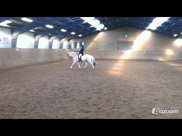 Fjordhest Zacco - (Holger af okslundgård)R.I.P - Vores første stævne 3 nov 2012 billede 4