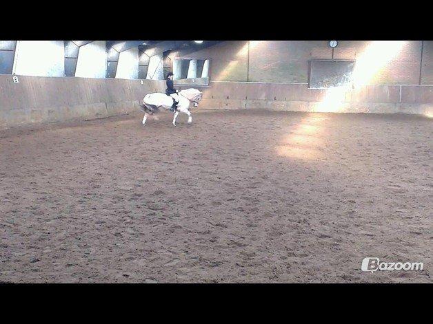 Fjordhest Zacco - (Holger af okslundgård)R.I.P - Vores første stævne 3 nov 2012 billede 5