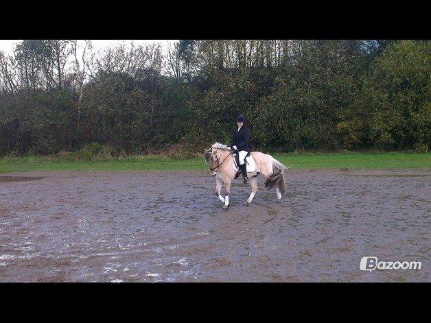 Fjordhest Zacco - (Holger af okslundgård)R.I.P - Vores første stævne 3 nov 2012 billede 2