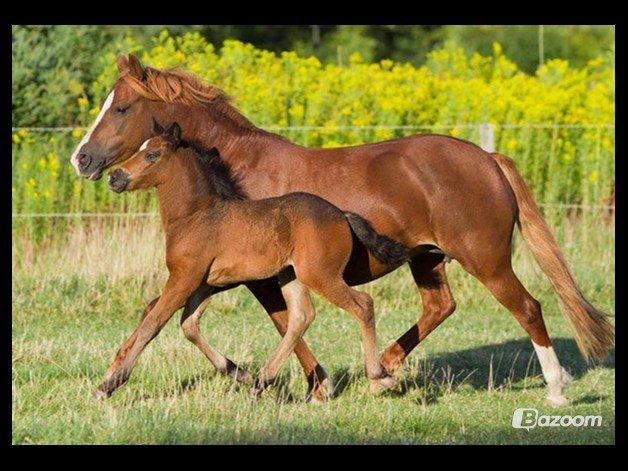 Welsh Cob (sec D) Flora - flora og blue eye suprise :) billede 1