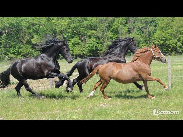 Welsh Cob (sec D) Flora - flora på sommergræs med frieserne billede 5
