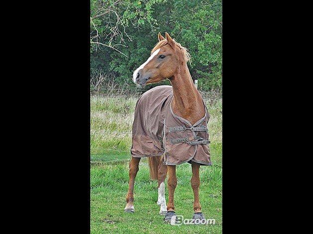 Welsh Cob (sec D) Flora billede 6
