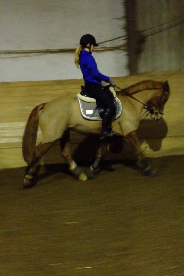Welsh Cob (sec D) Flora billede 11