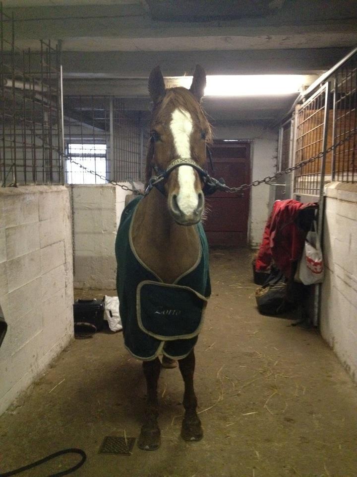 Welsh Cob (sec D) Flora billede 12
