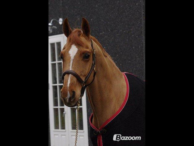 Anden særlig race Mañaña *STJERNE* billede 19