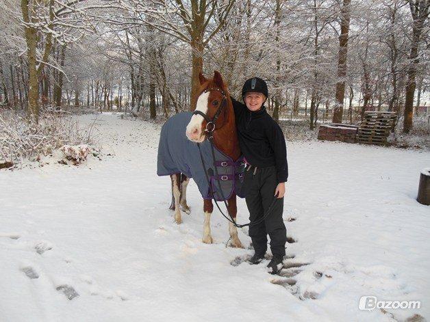DSP Phønix "Lånepony" billede 4