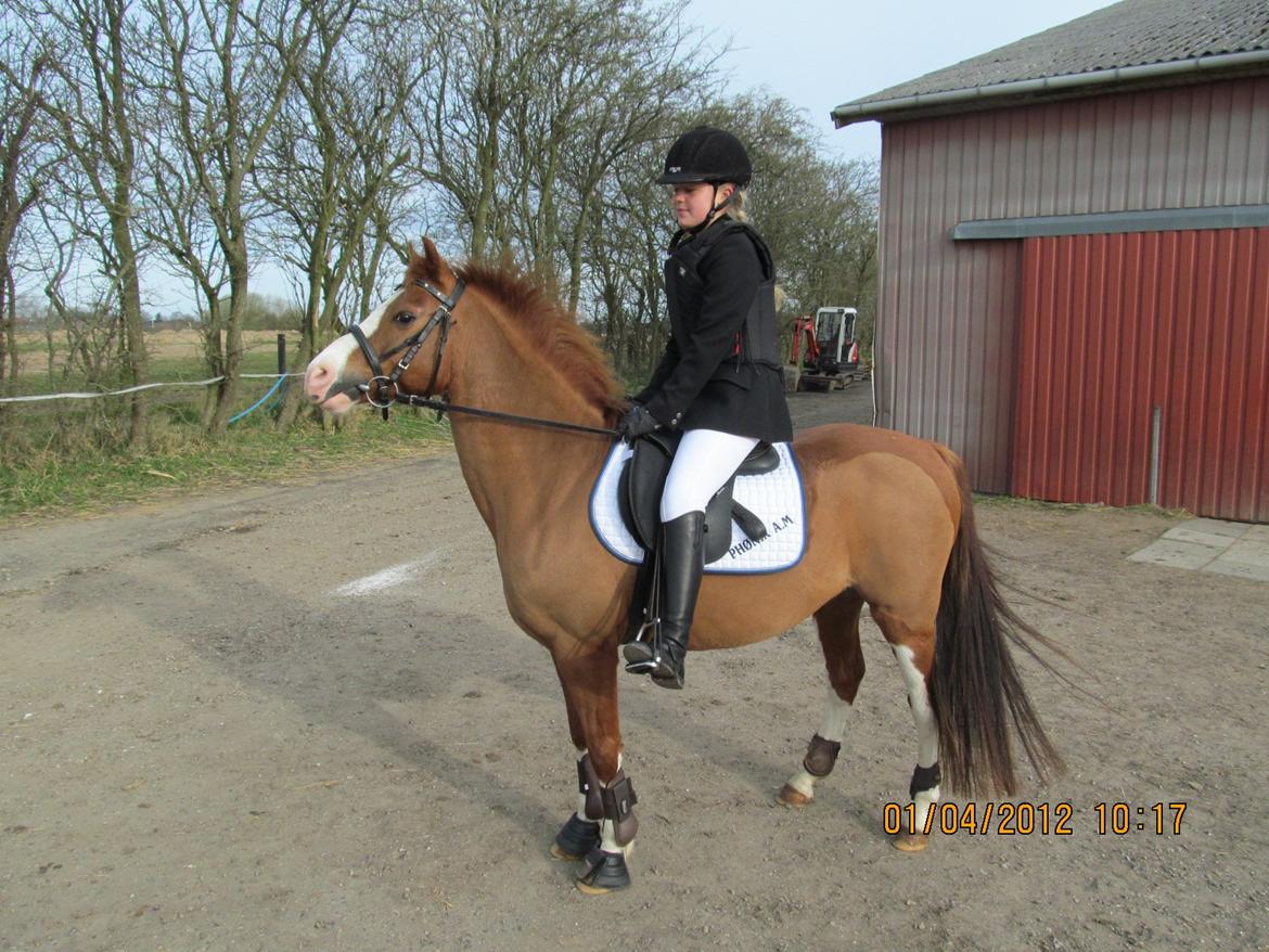 DSP Phønix "Lånepony" billede 5