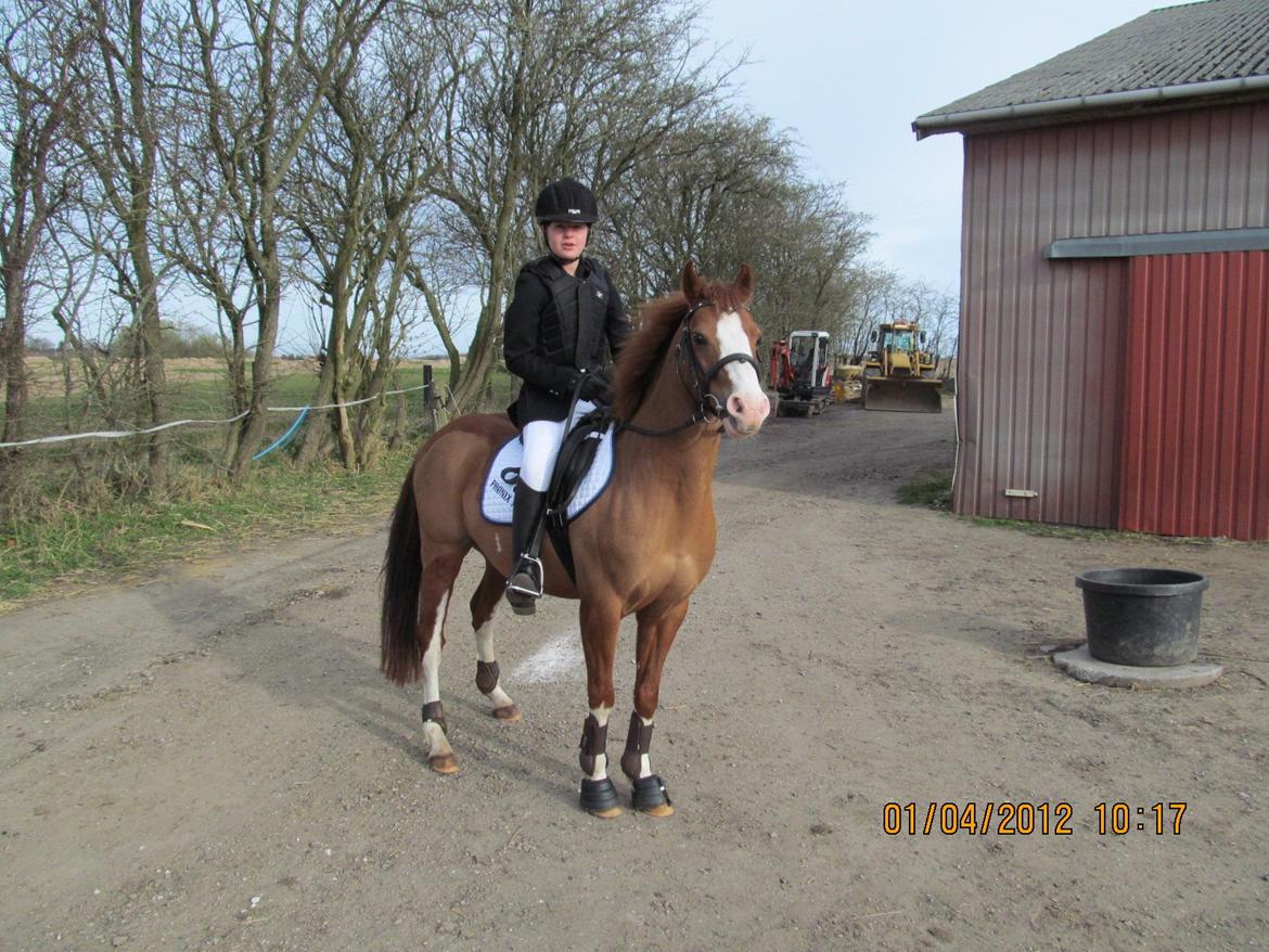 DSP Phønix "Lånepony" billede 6