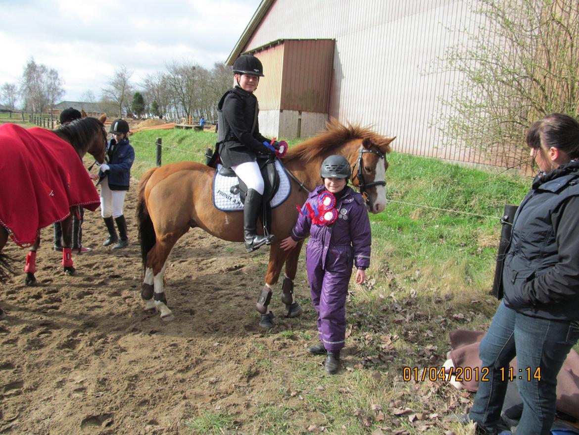 DSP Phønix "Lånepony" billede 7