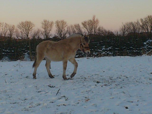 Fjordhest Apollo billede 10