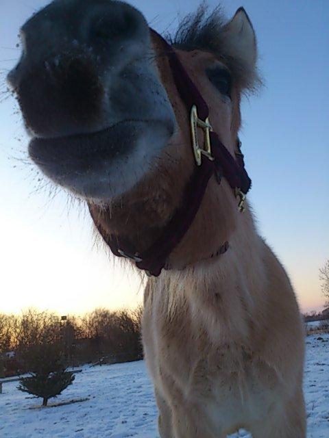 Fjordhest Apollo - love him :D billede 6