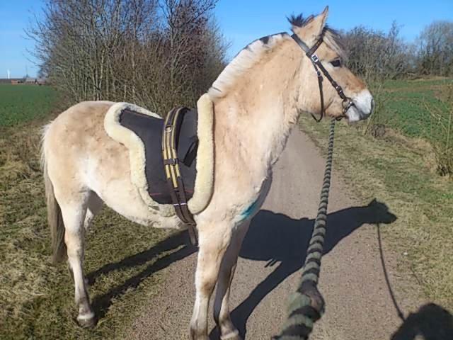 Fjordhest Apollo billede 11