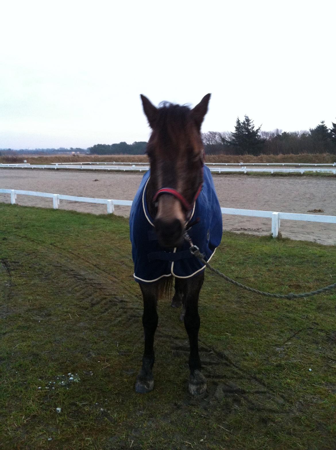 Welsh Cob (sec D) Riko billede 2