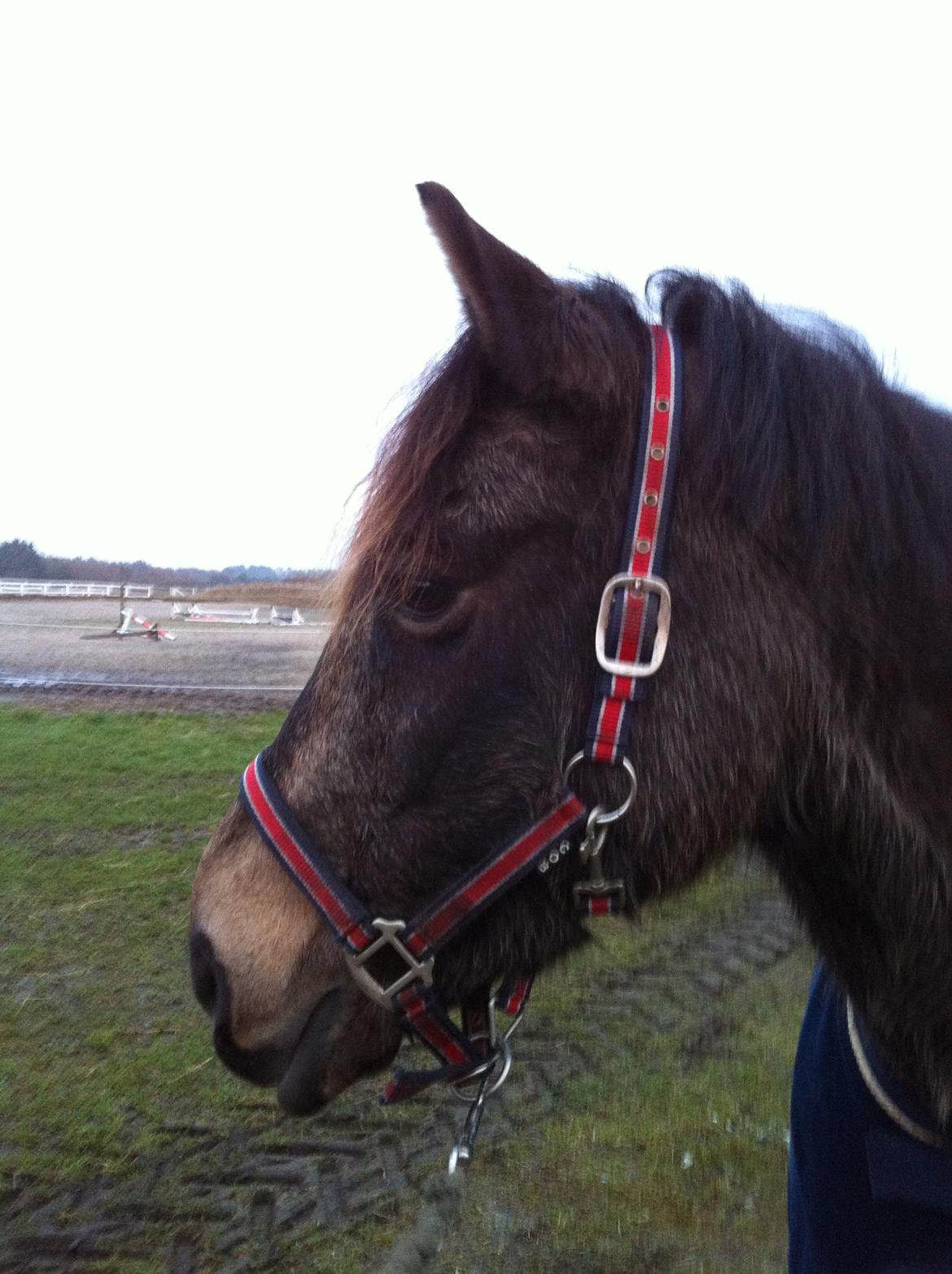 Welsh Cob (sec D) Riko billede 3