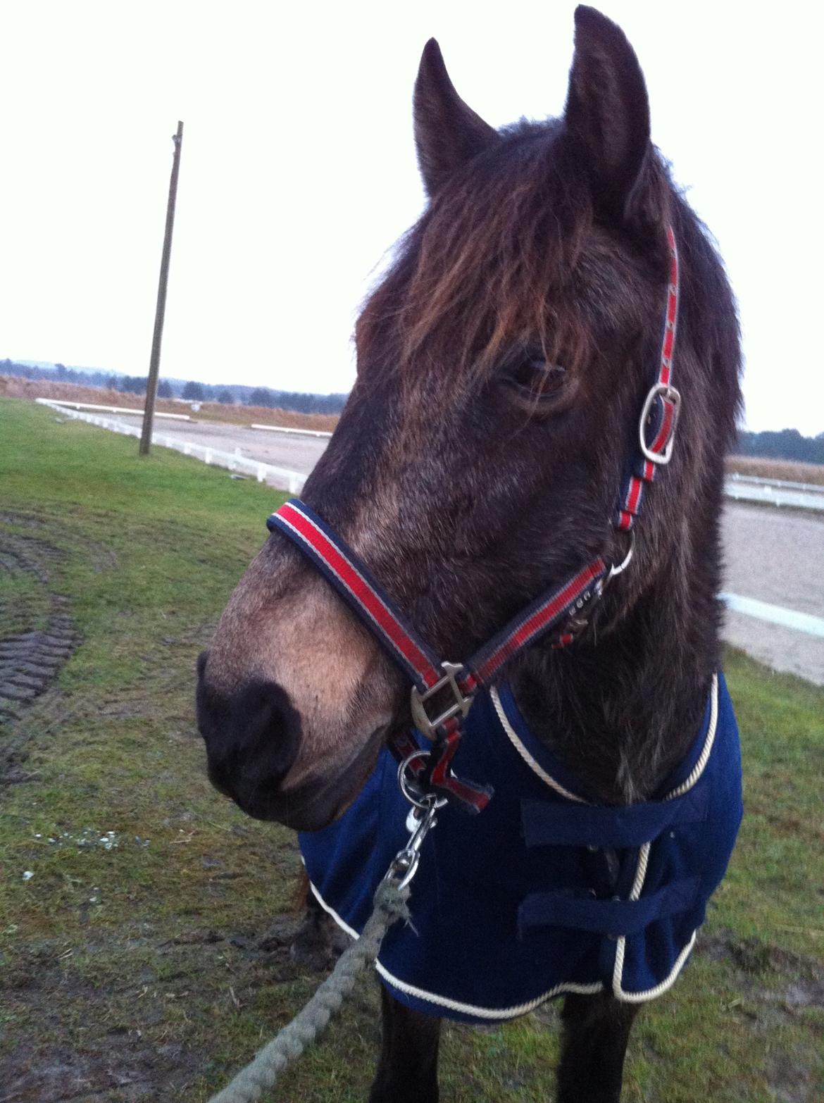 Welsh Cob (sec D) Riko billede 1