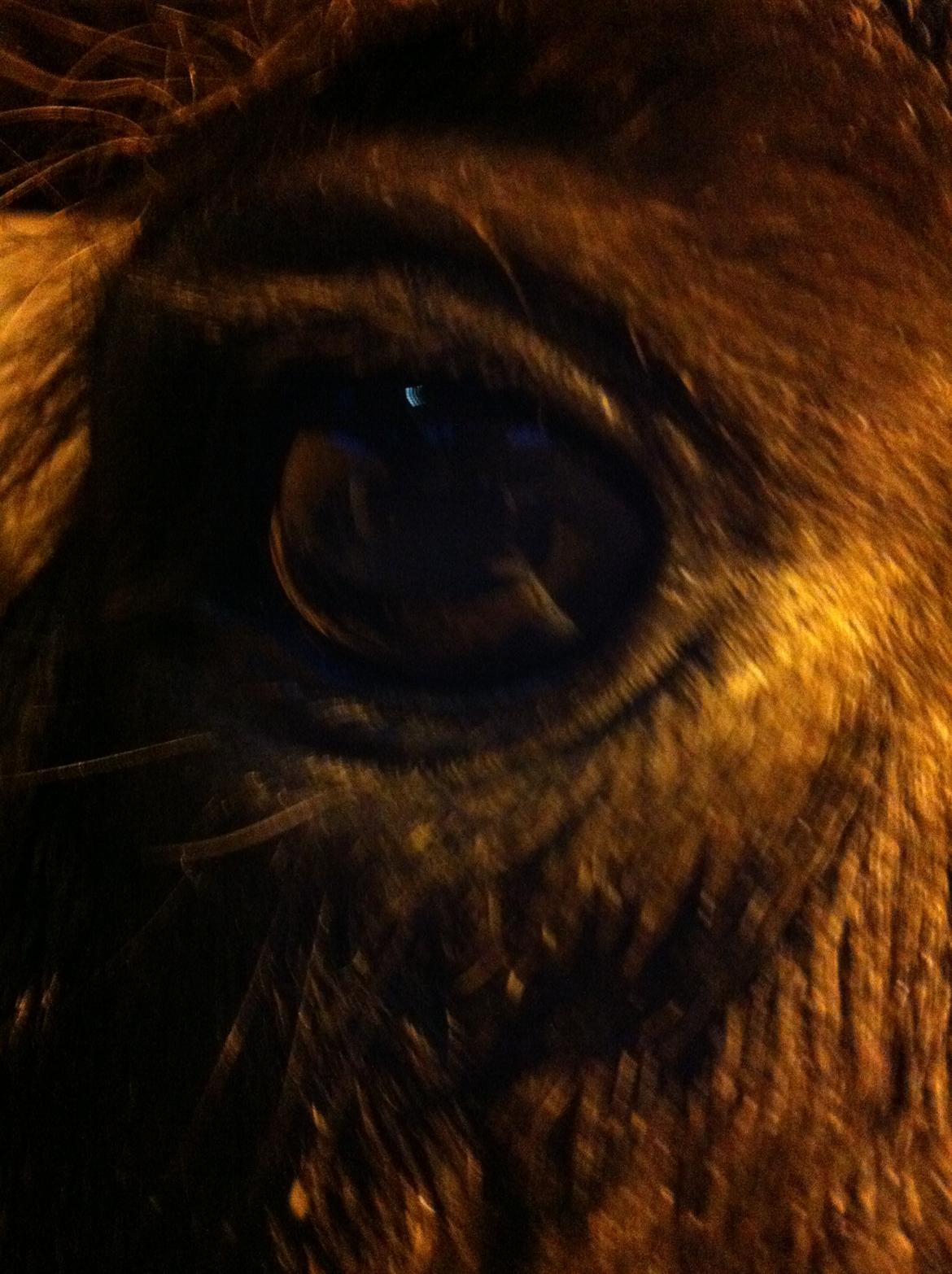 Welsh Cob (sec D) Riko billede 4