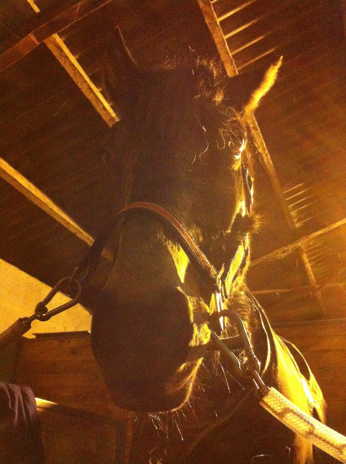 Welsh Cob (sec D) Riko billede 5