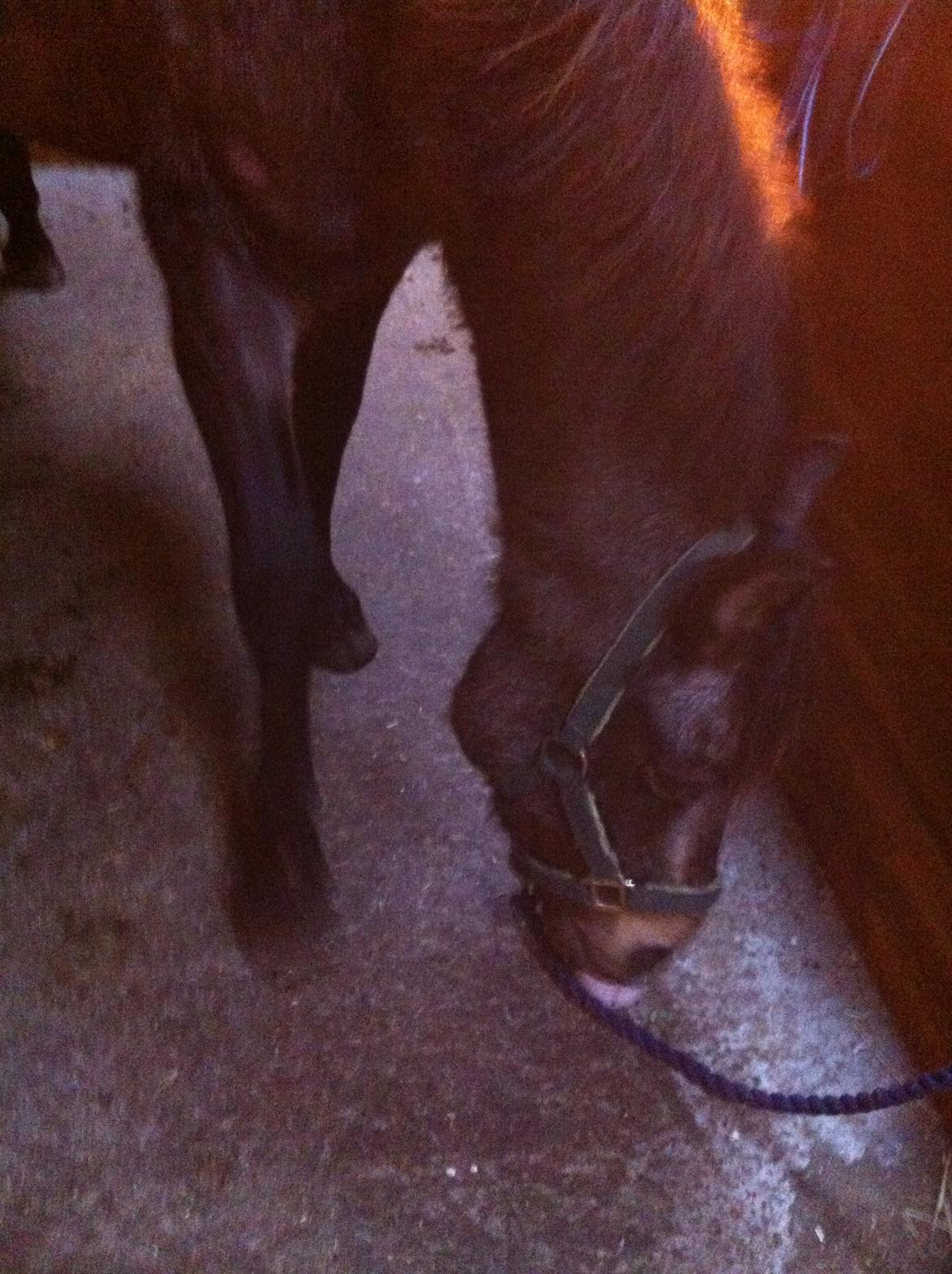 Welsh Cob (sec D) Riko billede 6