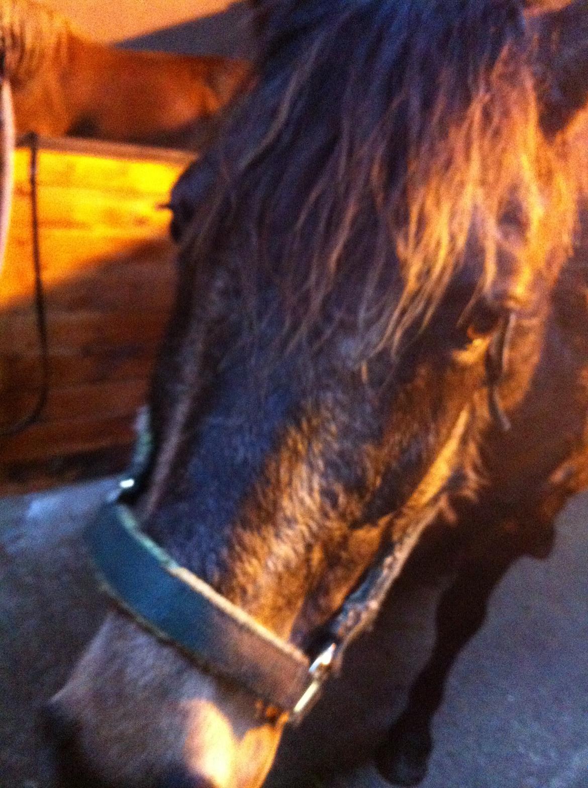 Welsh Cob (sec D) Riko billede 7