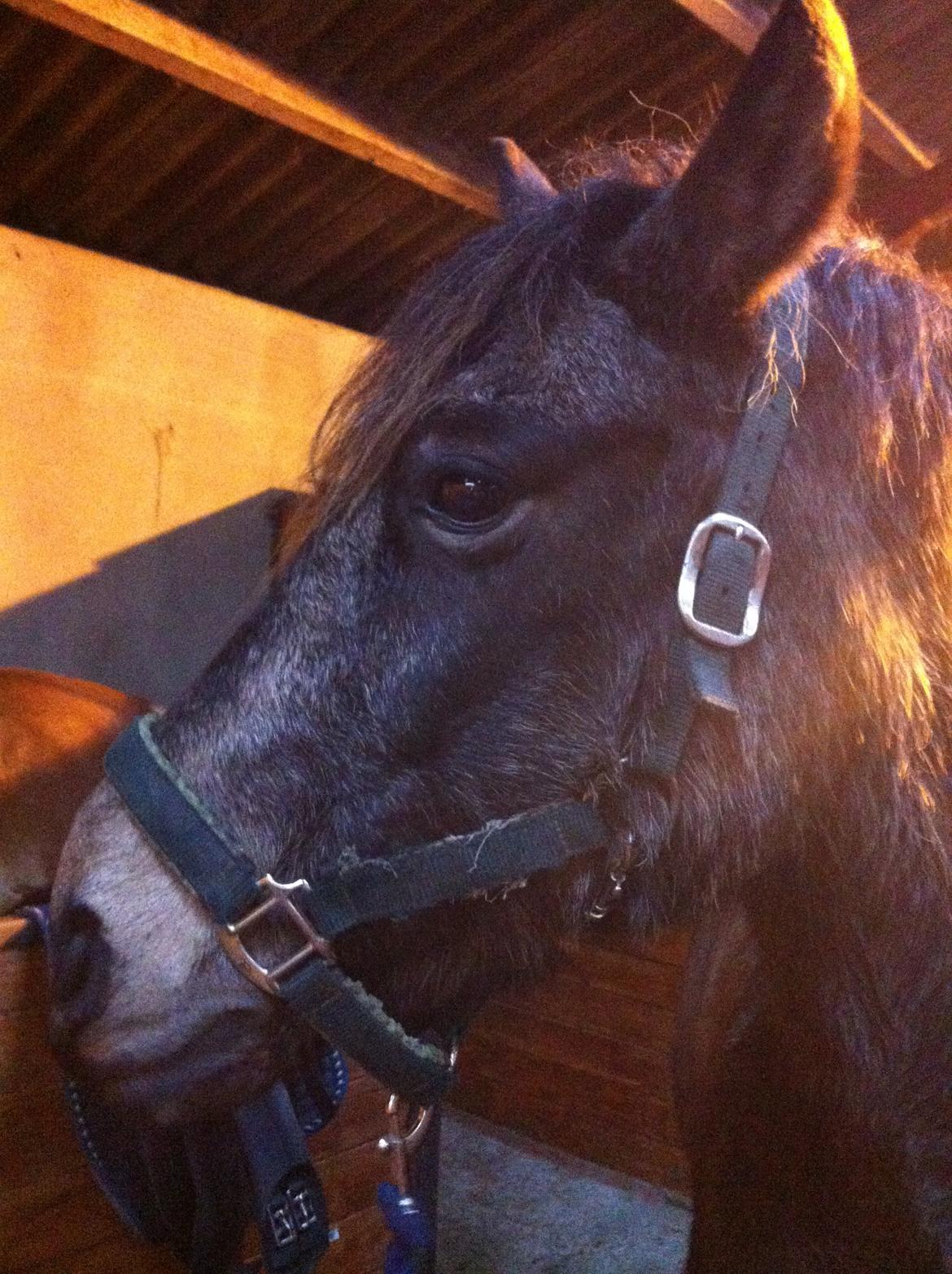Welsh Cob (sec D) Riko billede 8