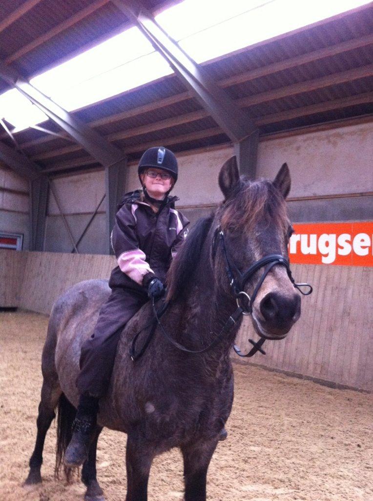 Welsh Cob (sec D) Riko billede 9