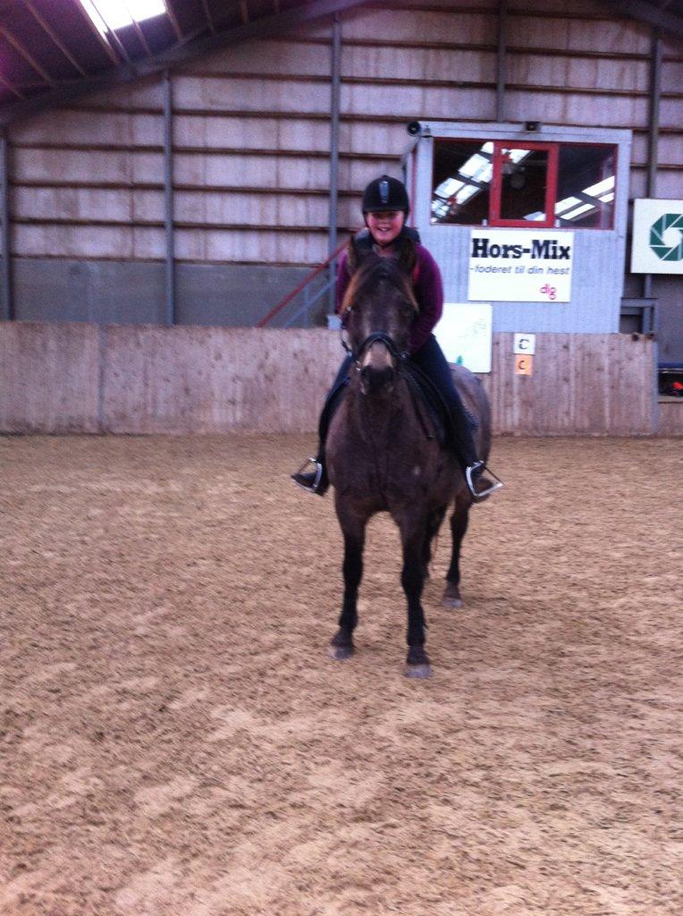 Welsh Cob (sec D) Riko billede 10
