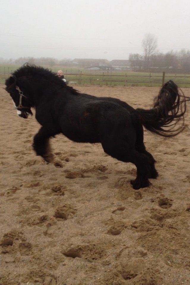 Irish Cob Zafir - Gir den gas på banen billede 13