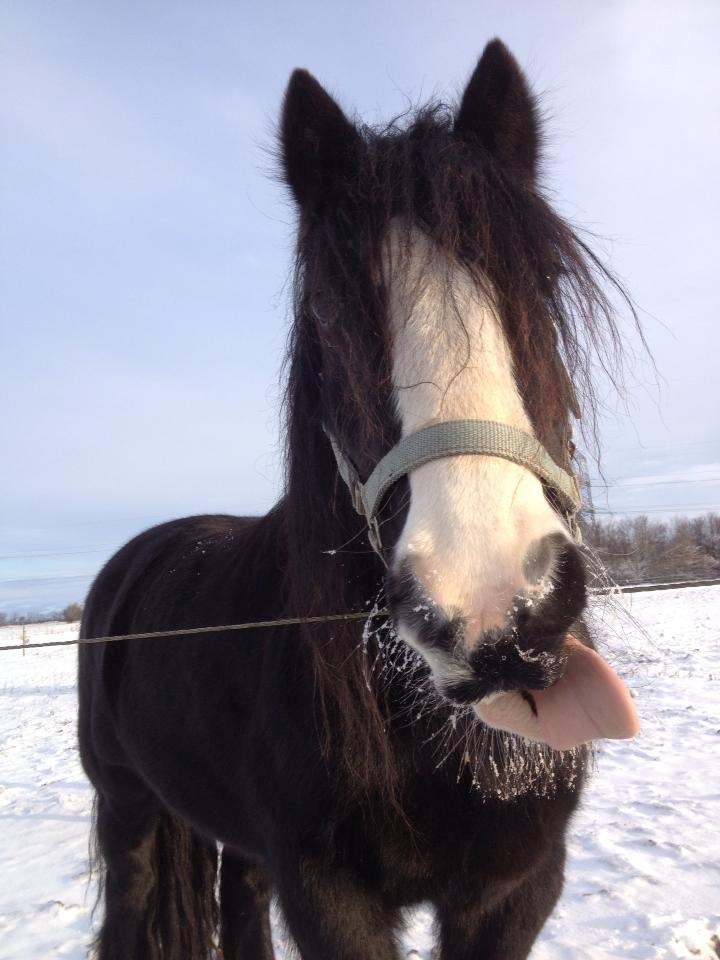 Irish Cob Zafir billede 2