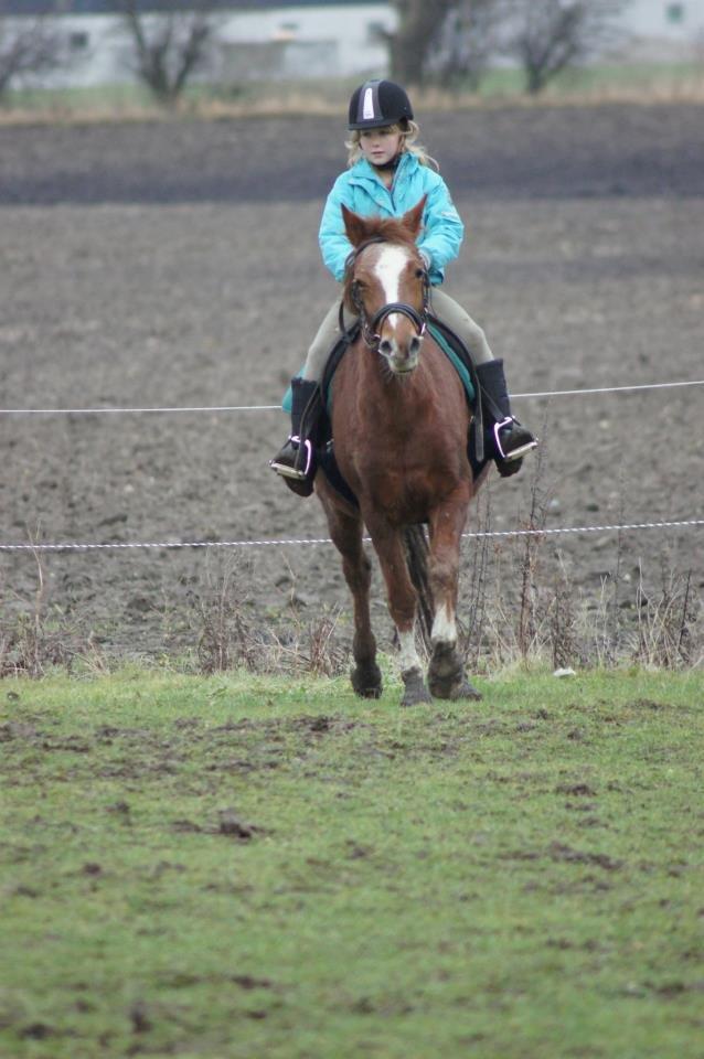 Welsh Partbred (Sec F) smukke Evita pigen. Solgt :( billede 15