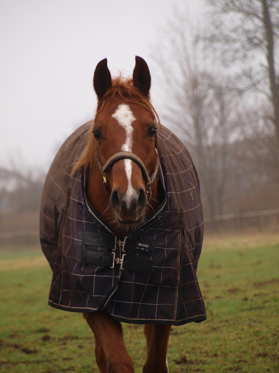 Arabisk fuldblod (OX) Bjørnebo's Shirak OX - 05-01-2013 billede 10