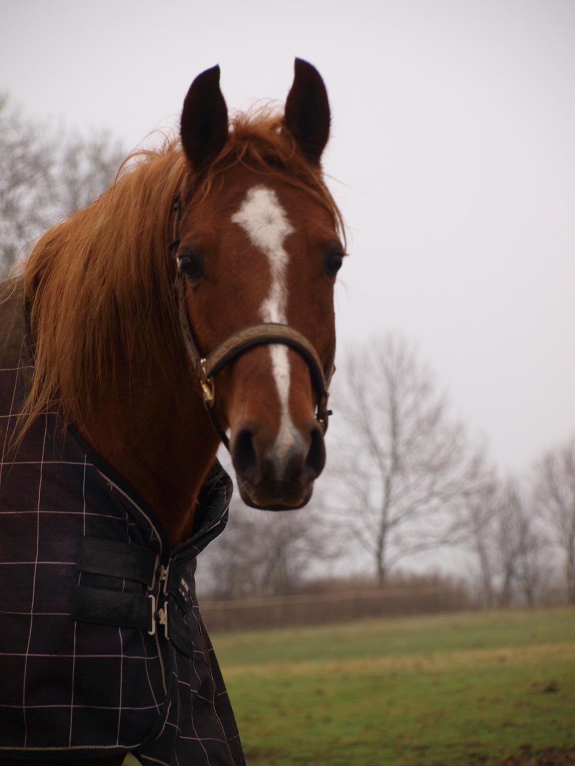 Arabisk fuldblod (OX) Bjørnebo's Shirak OX - 05-01-2013 billede 12