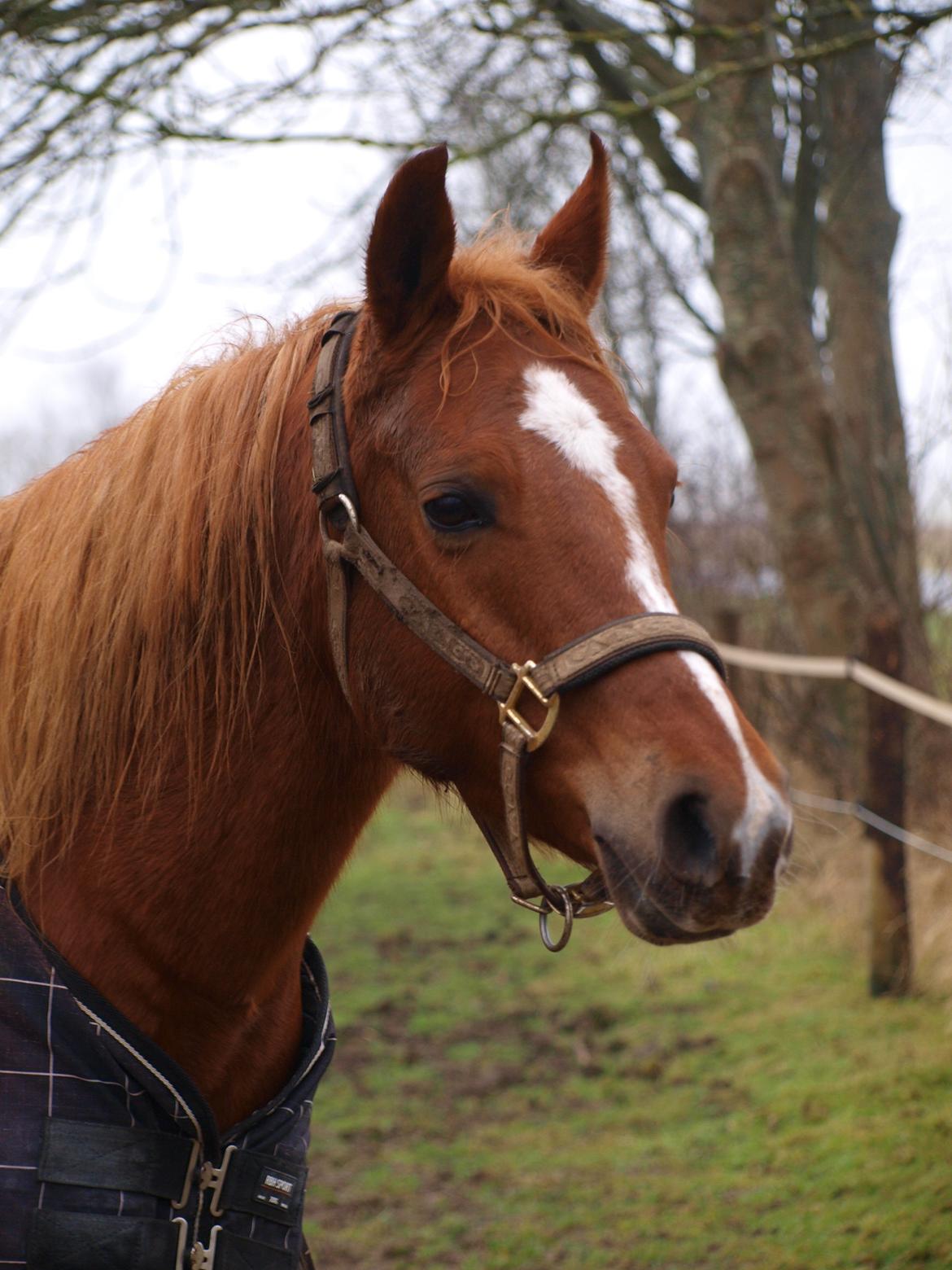 Arabisk fuldblod (OX) Bjørnebo's Shirak OX - 05-01-2013 billede 13