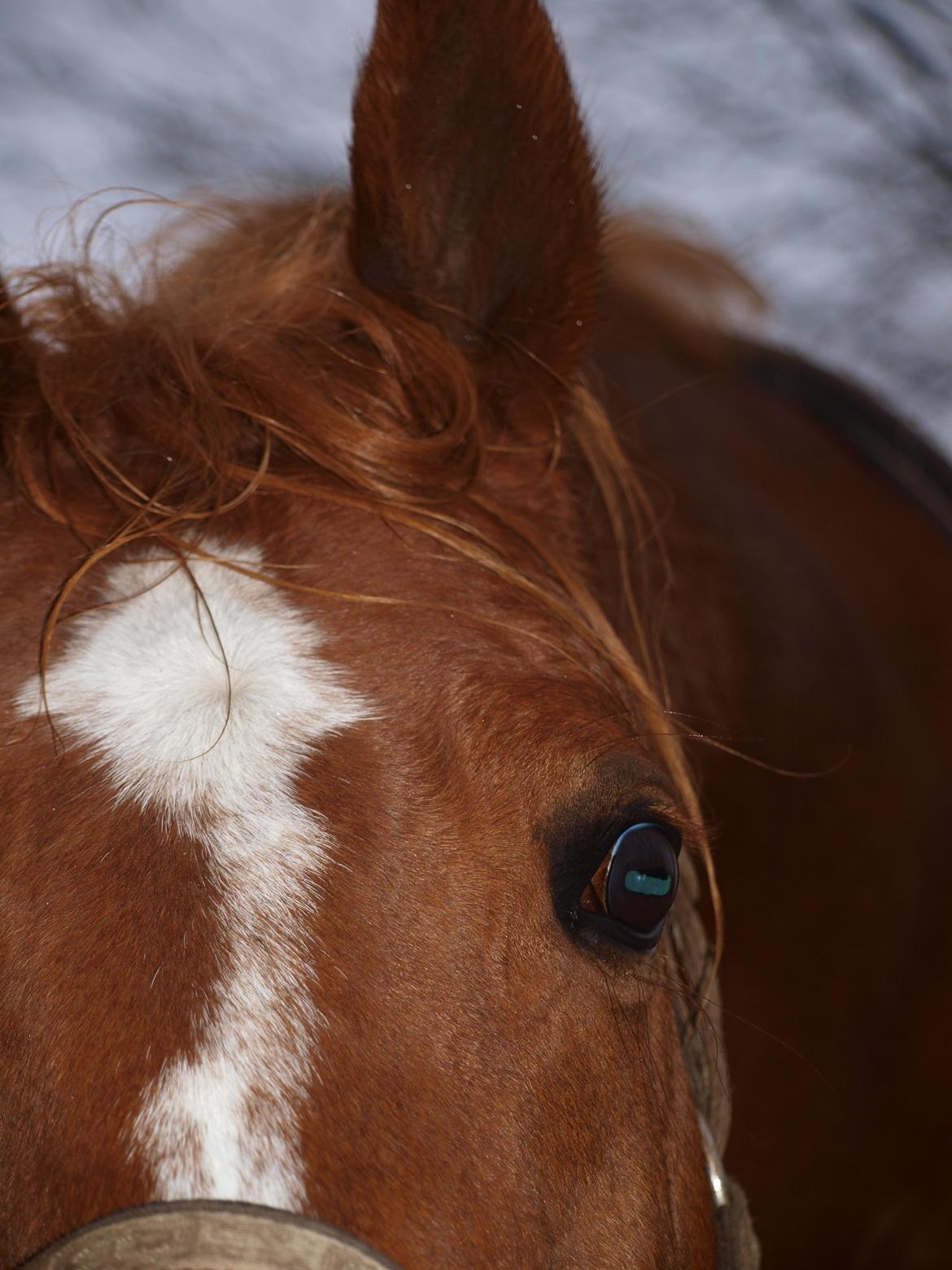 Arabisk fuldblod (OX) Bjørnebo's Shirak OX - 05-01-2013 billede 11
