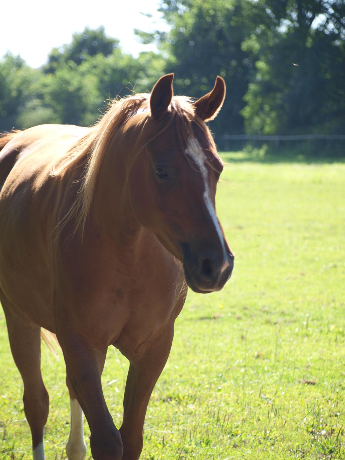 Arabisk fuldblod (OX) Bjørnebo's Shirak OX - 26-07-2012 billede 16