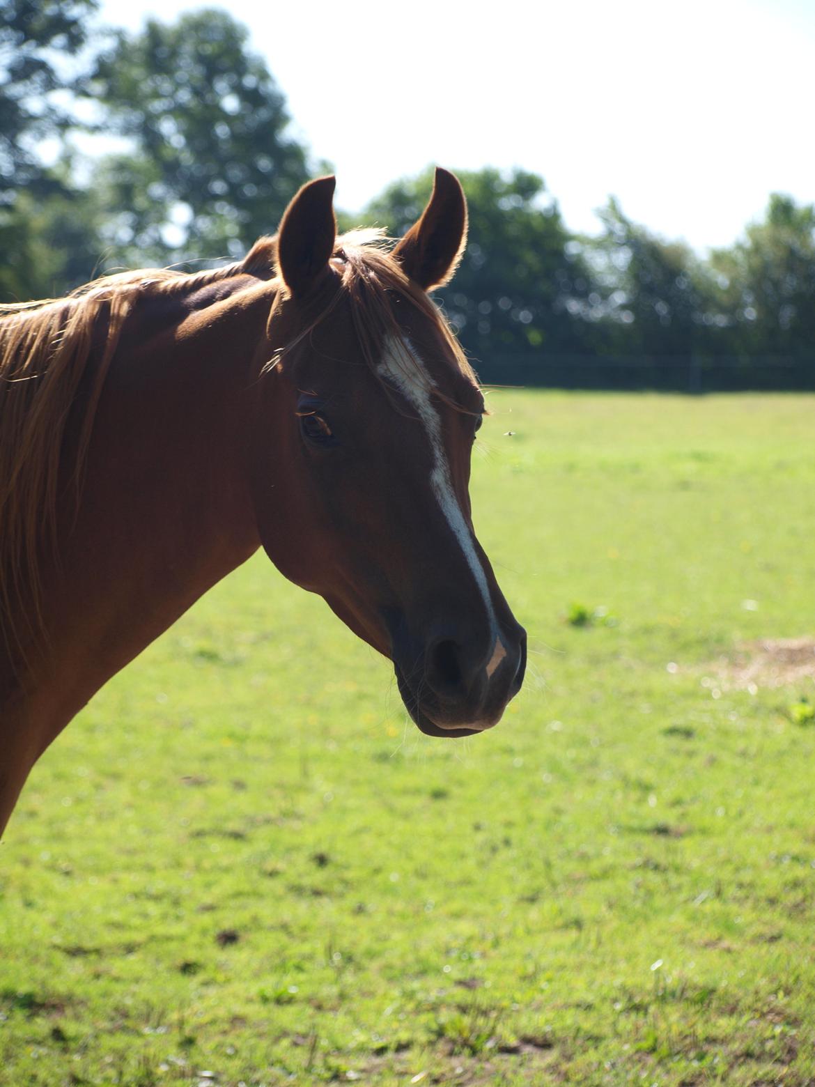 Arabisk fuldblod (OX) Bjørnebo's Shirak OX - 26-07-2012 billede 17