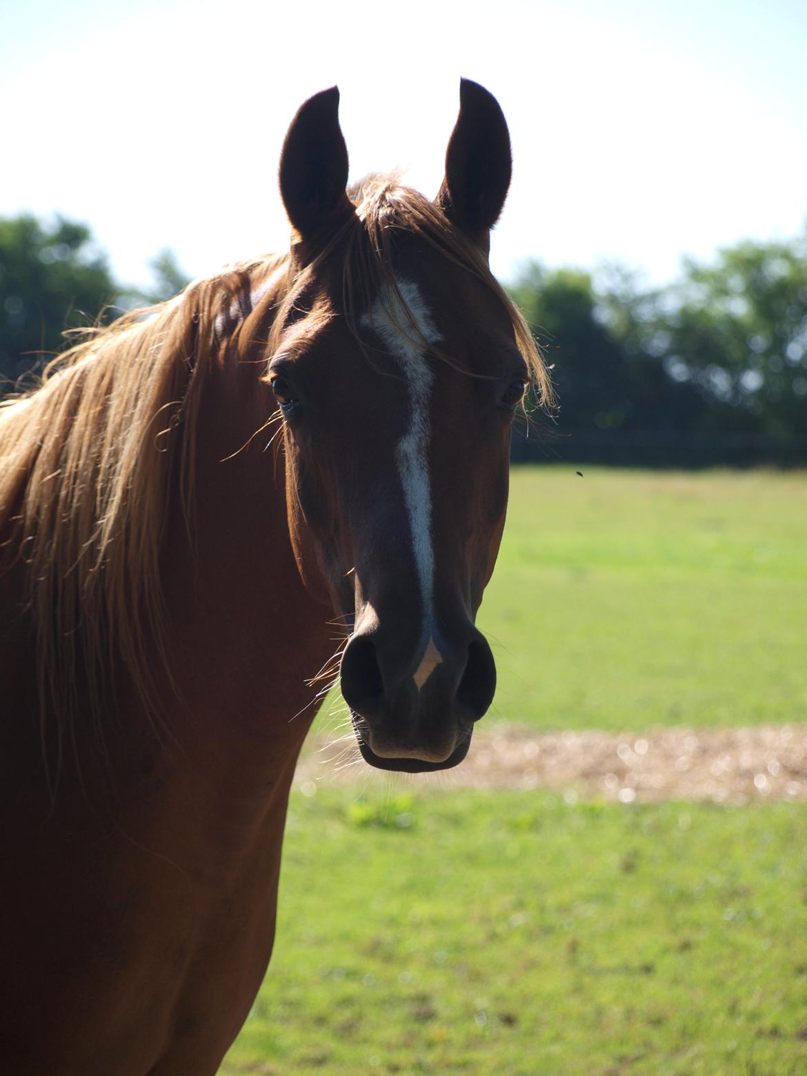 Arabisk fuldblod (OX) Bjørnebo's Shirak OX - 26-07-2012 billede 14
