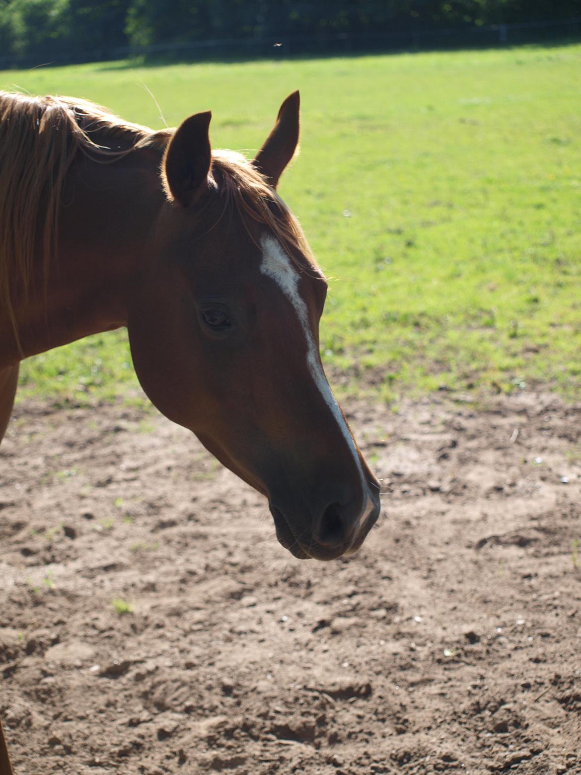 Arabisk fuldblod (OX) Bjørnebo's Shirak OX - 26-07-2012 billede 15