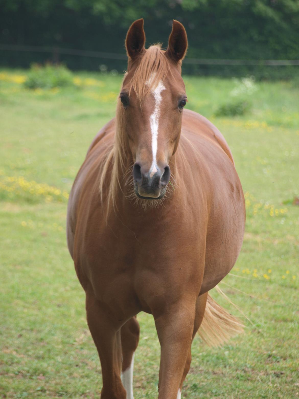 Arabisk fuldblod (OX) Bjørnebo's Shirak OX - 07-06-2012 billede 18