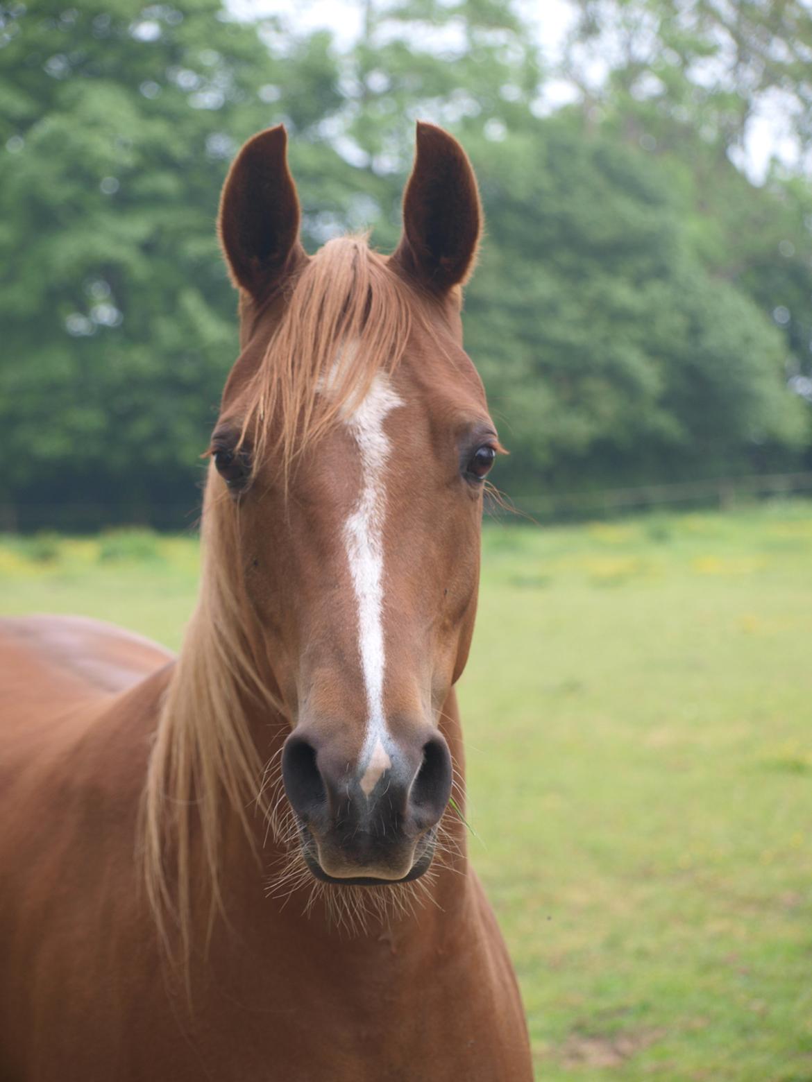 Arabisk fuldblod (OX) Bjørnebo's Shirak OX - 07-06-2012 billede 19