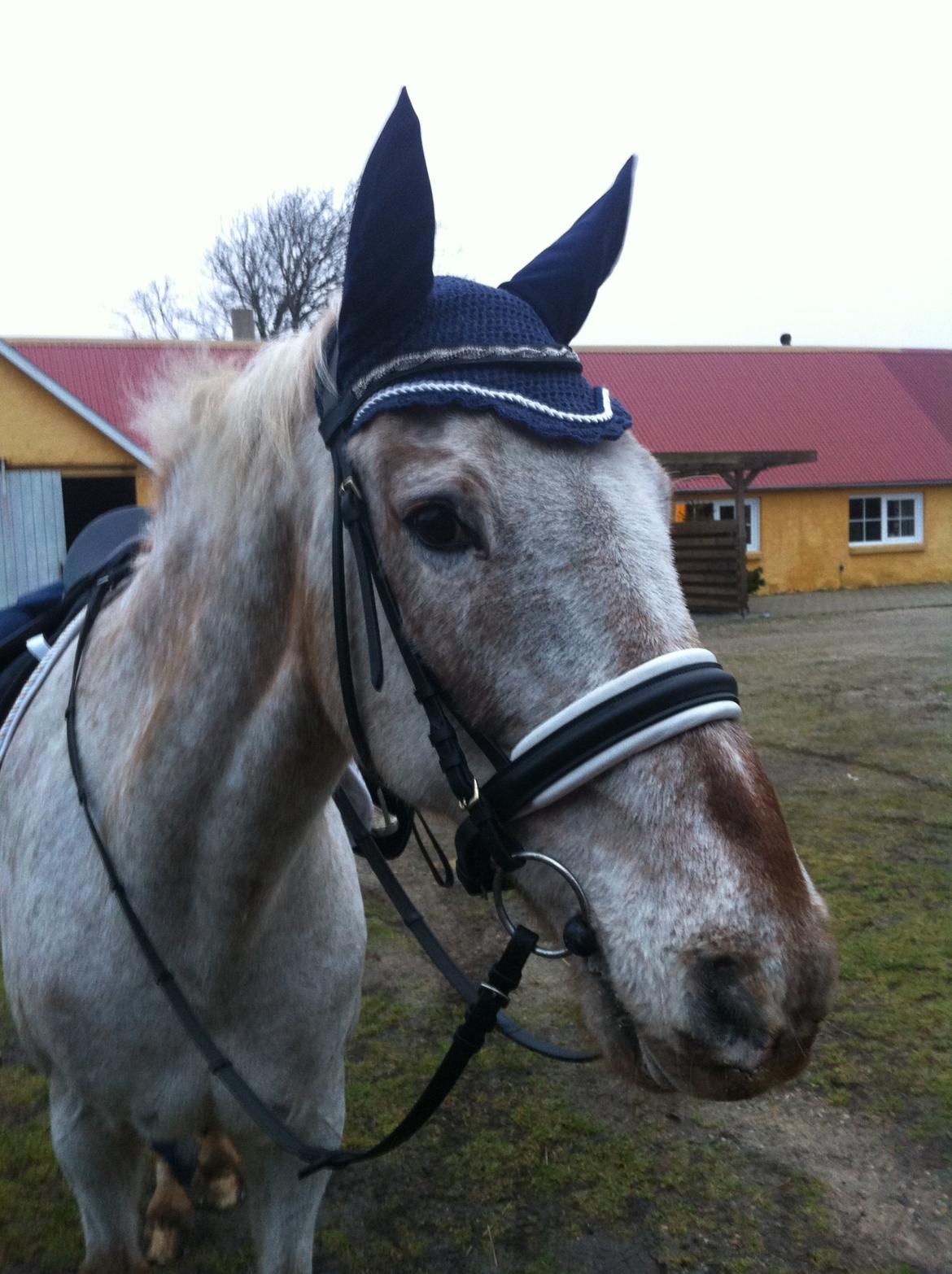 Anden særlig race Tempo Max - Januar 2013 billede 1