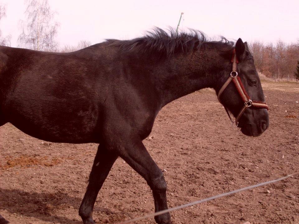 Oldenborg *Happy Meal* Dion <3 - Foldbillede billede 12