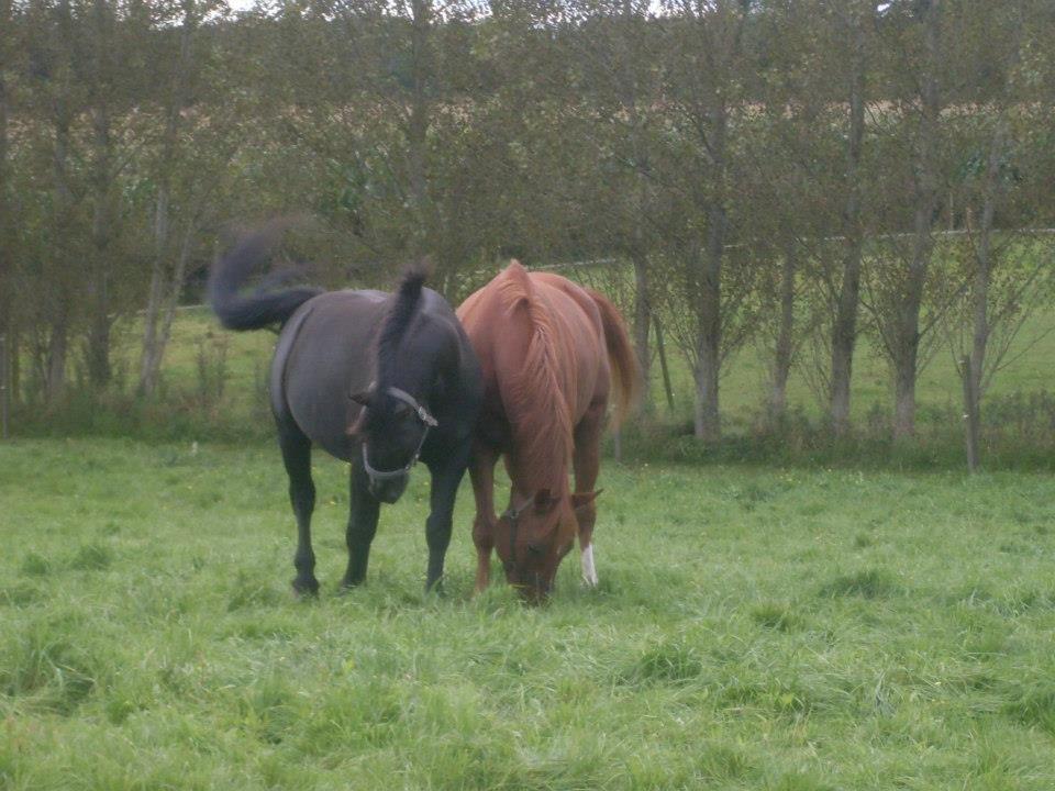 Oldenborg *Happy Meal* Dion <3 - Dion og Balzan leger <3 billede 15