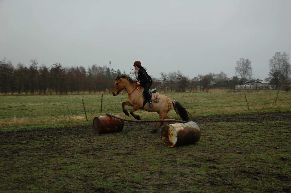 Anden særlig race lady<3 - første gang vi springer i cordeo billede 9