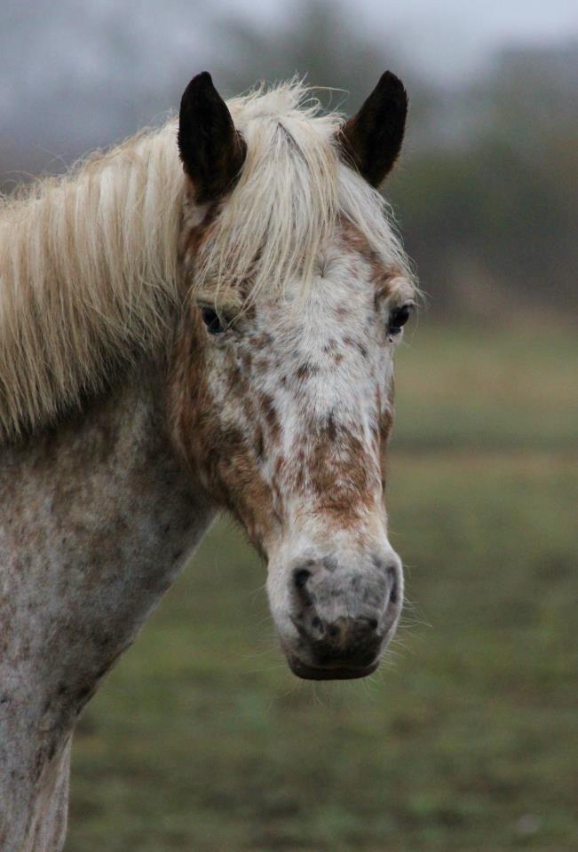 Anden særlig race Ofelia | Min evige optur.<3 | - Ofelia på folden, d. 6.1.2013. - Foto: N.T.M billede 11