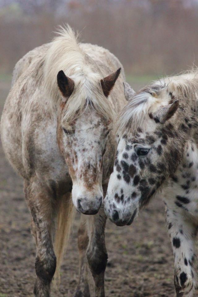 Anden særlig race Ofelia | Min evige optur.<3 | - Ofelia og Striber på folden, d. 6.1.2013. - Foto: N.T.M billede 5