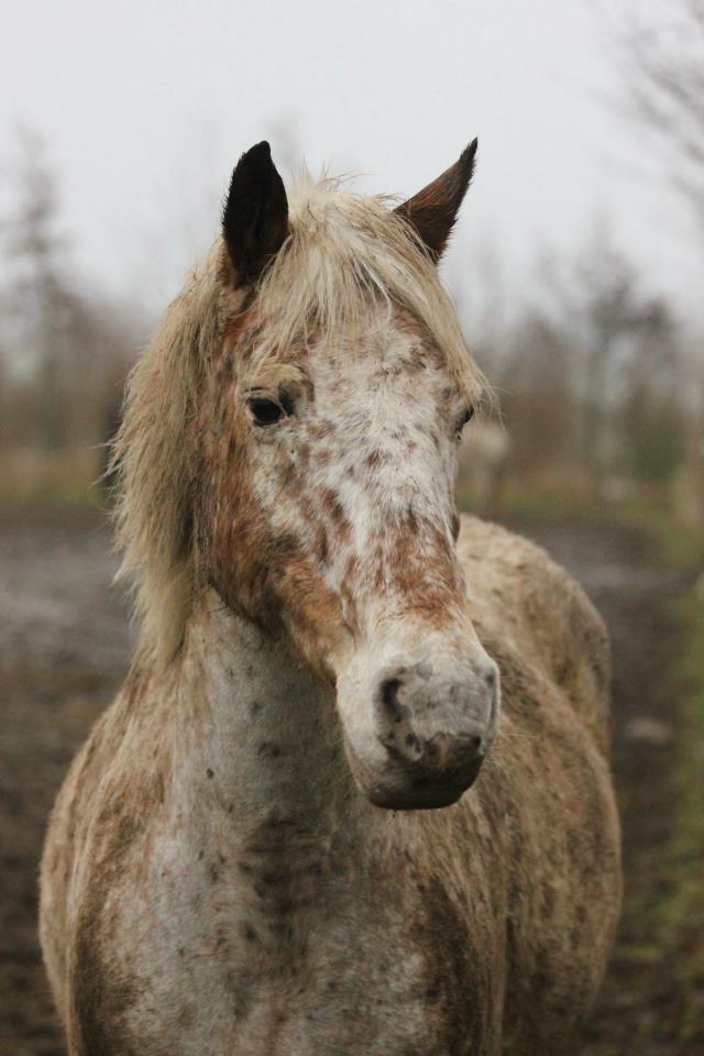 Anden særlig race Ofelia | Min evige optur.<3 | - Ofelia på folden, d. 6.1.2013. - Foto: N.T.M billede 1
